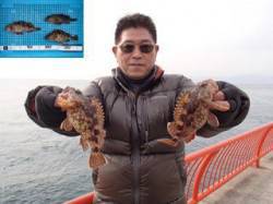 平磯海釣り公園　落とし込みでガシラ　エサは…