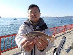 平磯海づり公園、胴突仕掛でウミタナゴ