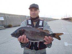 平磯海づり公園、47cmの良型チヌＧＥＴ！
