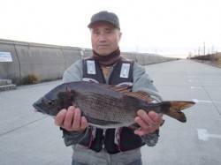 平磯海づり公園、47cmの良型チヌＧＥＴ！…