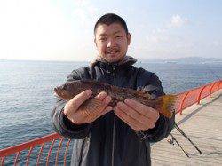 投げ釣りでアイナメ33cm★エサはシラサエビ