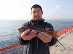 投げ釣りでアイナメ33cm★エサはシラサエ…