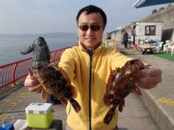 平磯海づり公園、落とし込みで良型のガシラ