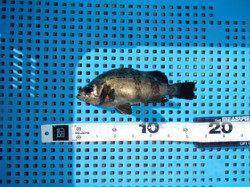 平磯海づり公園、落とし込みでメバルの釣果