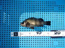 平磯海づり公園、落とし込みでメバルの釣果