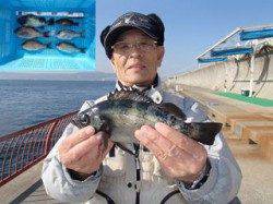 平磯海づり公園でウキ釣り　メバル&ウミタナゴ