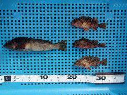 シラサのウキ釣りで根魚　〜平磯海づり公園〜