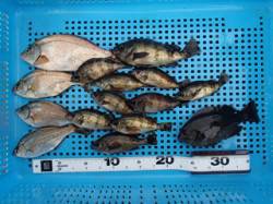 21日　平磯海づり公園　今日はメバルが好調…