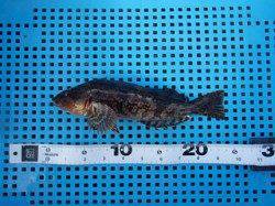 平磯海づり公園、投げ釣りで23cmのアイナメ