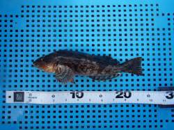 平磯海づり公園、投げ釣りで23cmのアイナ…