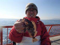 平磯海づり公園、落とし込みでガシラ