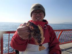 平磯海づり公園、落とし込みでガシラ