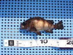 平磯海づり公園、シラサエビのウキ釣りでメバル