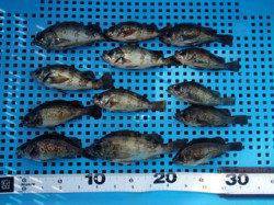 平磯海づり公園、アミエビでメバル大漁♪