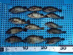 平磯海づり公園、アミエビでメバル大漁♪