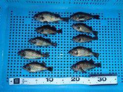 平磯海づり公園、連日メバル好調の様です♪