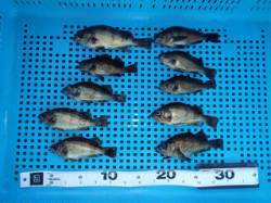 平磯海づり公園、連日メバル好調の様です♪