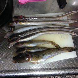 アナゴ狙いに淡輪へ、24センチの自己記録ハゼも！