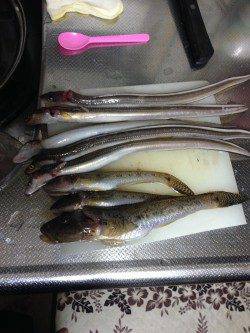 アナゴ狙いに淡輪へ、24センチの自己記録ハゼも！