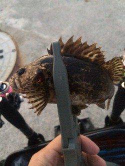 メバリングへ出撃、好反応で納得の釣り初めに！