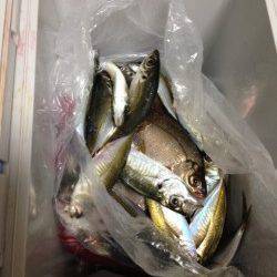 のませでシマフグ50㎝、昼過ぎはアジの回遊ありサビキで50匹！