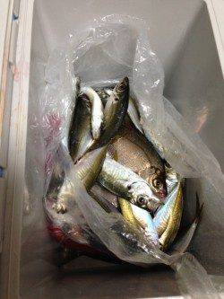 のませでシマフグ50㎝、昼過ぎはアジの回遊ありサビキで50匹！