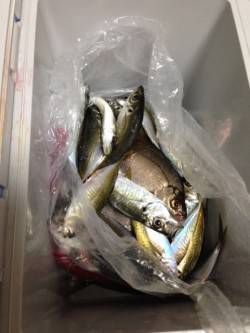 のませでシマフグ50㎝、昼過ぎはアジの回遊…