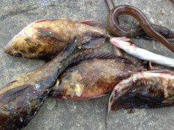 投げ釣りでチヌがヒット☆　青虫に食ってきました