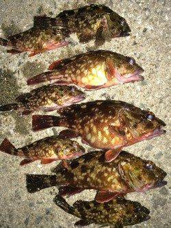 ガシリング、底中心に攻め飽きずに楽しめました！