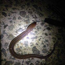 貝塚人工島のカレイ狙いでアナゴの釣果、次こそは仕留めます！