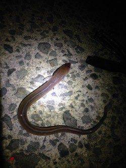 貝塚人工島のカレイ狙いでアナゴの釣果、次こそは仕留めます！