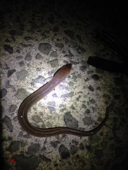 貝塚人工島のカレイ狙いでアナゴの釣果、次こ…