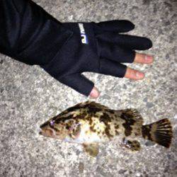 岸和田 　ランガンのガシリングで最大18cm　風裏を探しながらの釣行