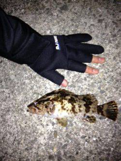 岸和田 　ランガンのガシリングで最大18cm　風裏を探しながらの釣行