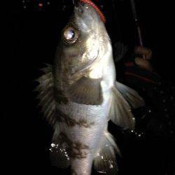 今年の初釣りにドラム缶へ、メバリングで釣れました