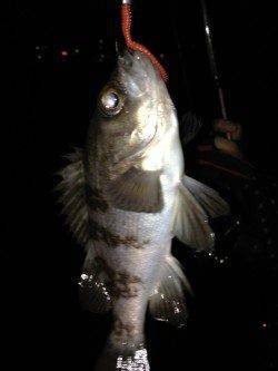 今年の初釣りにドラム缶へ、メバリングで釣れました