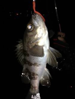 今年の初釣りにドラム缶へ、メバリングで釣れ…