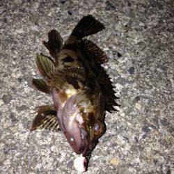 寒波の中メバリングをガシリングに変更