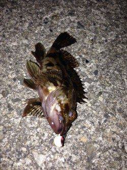 寒波の中メバリングをガシリングに変更