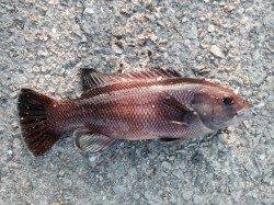 大蔵海岸にてシラサと青虫でガシラ狙い、コブダイもゲット！