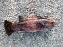 大蔵海岸にてシラサと青虫でガシラ狙い、コブ…