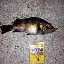 東須磨漁港でメバリング、なかなかの良型初メバルゲット！