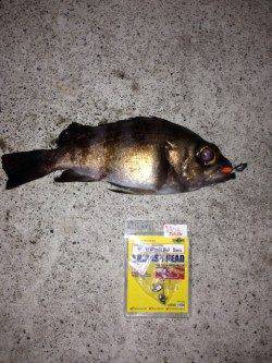 東須磨漁港でメバリング、なかなかの良型初メバルゲット！