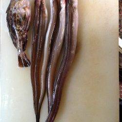 ぶっこみ釣りでアナゴとガシラの釣果