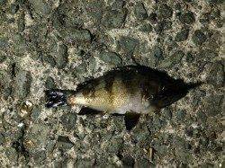 今年の初釣りにドラム缶へ、メバリングで釣れました