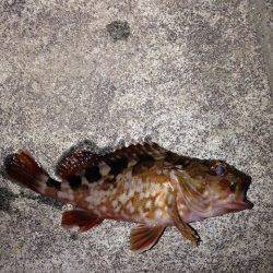 神戸港のガシリング、かなり渋く足元の底ズルで釣れました