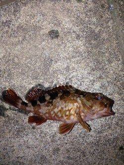 神戸港のガシリング、かなり渋く足元の底ズルで釣れました