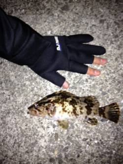 岸和田 　ランガンのガシリングで最大18c…