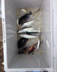 マリーナシティ海釣り公園　7日のサビキ釣り釣果