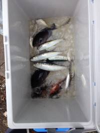 マリーナシティ海釣り公園　7日のサビキ釣り…